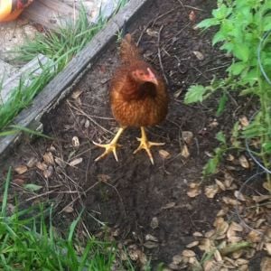 One of the second generation girls. I put 7 eggs in an incubator and got 6 girls and 1 rooster!