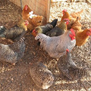 Most of the flock 3-7-15