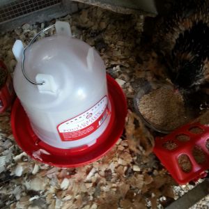 Mama teaching her chicks the ropes. I threw her in a couple of pieces of bread and she chewed it up and the babies were eating the crumbs. I know that's a no no but I couldn't get them to spit it out. They did real well with the new waterer.