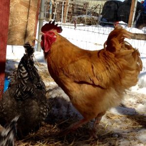 Rocco - he is recovering well from frostbite earlier this month and from a battle with the second in command roo. Rocco is now our lone rooster.