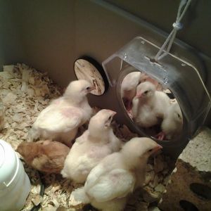 Add mirrors to the brooder and the babies are loving it.