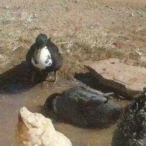 male swdish duck