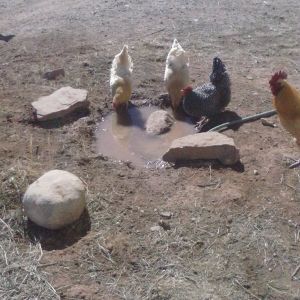 WATCHING THE GIRLS DRINK