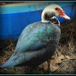 Muscovy Hen