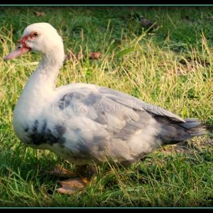 Muscovy blue-eyed young Drake