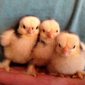 Mottled Bantam Cochin Chicks