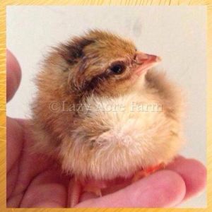 Speckled Sussex Chick