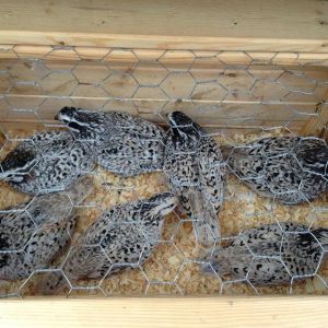 Snowflake Quail
