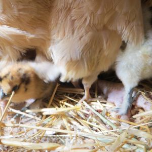 Just hatched.