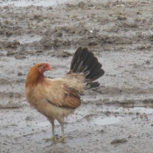 Wet hen.