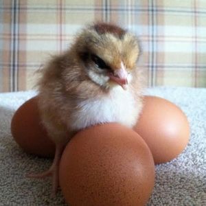 Cornelia and the eggs