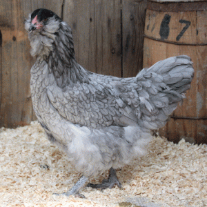Soon to be older. What our chicks will look like.
