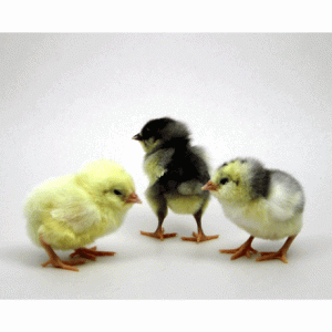 Soon to be older. What our chicks will look like.