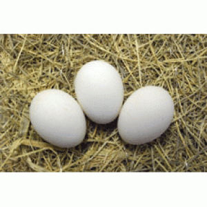 White Sultan eggs