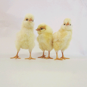 Buff Polish chicks