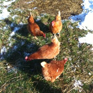 The girls are happy about the spring thaw.
