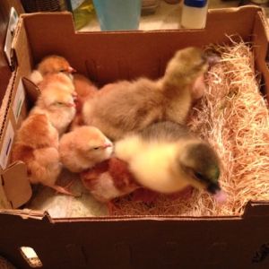 The new boys with the 11 "packing peanuts"