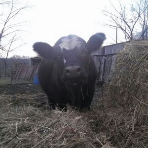 Eli, 2012
(My big, beautiful, silly, headstrong, blind, rescued steer)