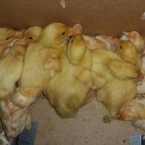 My 8 pullets & 7 ducklings in the box TSC sent them home in; 03/11/15
