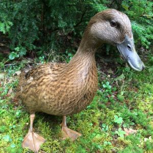 Anyone know what kind of duck she is?