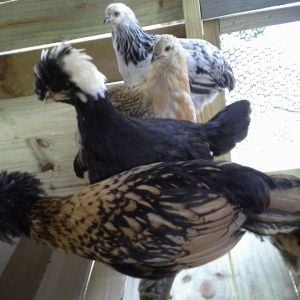 When we moved the girls in, it only took about one minute for this to happen.  They love their natural branch perch!