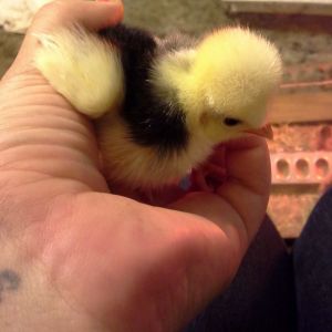 As a chick, Dolly hated being held and always tried to flap her little wings to escape.  Now, oddly enough, she's the easiest to pick out and hold.