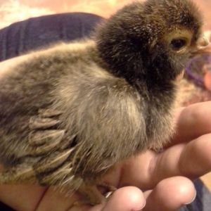 Zula Mae, a golden laced polish, was the sweetest little cuddle chick.  Now, she's a renegade who has to be in sleep mood to be held.  I still love her though. ;)