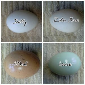 All my ladies lay a different egg color.  Even the two polish girls have a slightly different shade.  It's easy to know who to give credit too when collecting eggs.