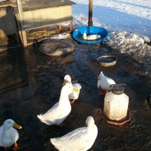 Made it through the winter very eager to get in that baby pool. Now they just have to wait for the ice to melt on the pond do they can have thier freedom back