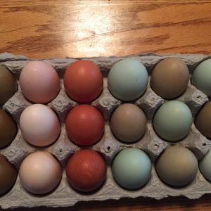 I wish somebody made 3X3 egg cartons!