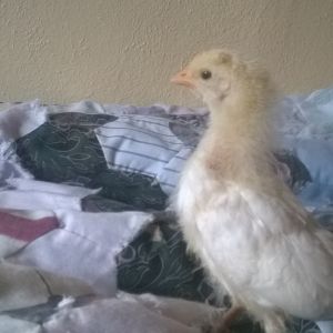 This is Ethel at age 19 days White Leghorn.