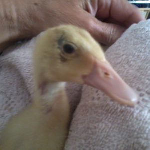 3-4 day old Fawn & White Indian Runner