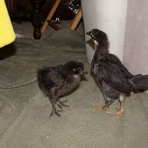 New Hatch and TSC Australorp, 10 days older or more.