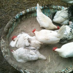 Sand Bath.  Medium is sand and Dry Stall.  The dry stall has DE in it which helps control mites.
