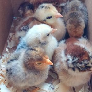 The new chickie babies...chicken math additions.