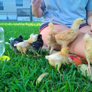 First time out side! They didn't know what to think about the grass. We have a mixed flock. 3 Wyandotte(2 Weeks Old), 3 Golden Sex Links(2 Weeks Old), 3 Buff Orrington(3 Weeks Old), and the Silkie Bantam(1 Week Old).