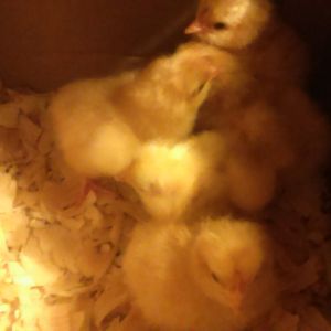 March 16 2015: As a homeschooling family we had been trying to decide on a family project to teach our children about responsibility and self sufficiency. 
We chose raising backyard chickens.