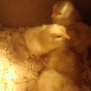 February 28, 2015 we ordered 4 straight run Buff Orptington chicks. Sunday evening March 15, 2015 four hatched and so we scheduled to pick them on Monday, when we arrived there were actually 5 so we decided to go ahead and buy the fifth one so it would not be lonely.
Now begins our journey.