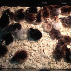 Newly hatched SFH chicks