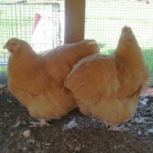 Clevenger/Farthing American Buff Orpington pullets