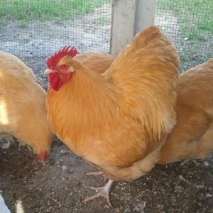 English Buff Orpington Rooster with Clevenger/Farthing buff orpington pullets