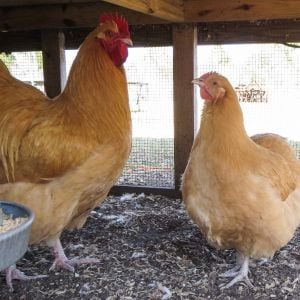 English Buff Orpington Rooster with Clevenger/Farthing American Buff Orpington pullet