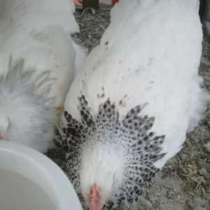 5 month old english white delaware and lavender delaware orpington pullets