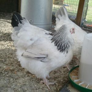 5 month old english white delaware orpington pullet