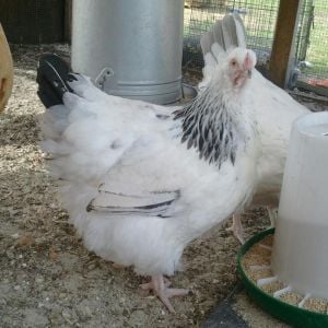 5 month old english white delaware orpington  pullet