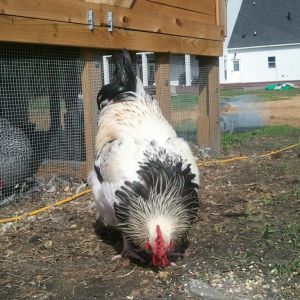 5 month old english columbian orpington cockerel