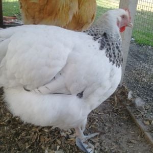 5 month old english white delaware orpington  pullet