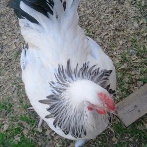 5 month old english white delaware orpington cockerel