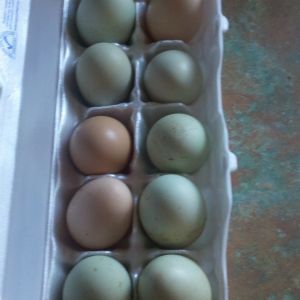 This was my first dozen...a couple of years, ago. I didn't expect to feel so excited, being that my childhood was so much "work" on the farm. I always loved the animals, though, even back then. Getting the eggs, to me, has always been my personal Easter egg hunt. Predators did a smash and grab on some eggs. I found eggshells and busted eggs in the house on the wooden floor.