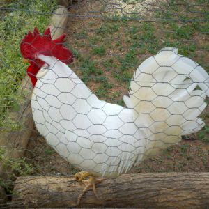 This is Thunder Chicken. He was a gift from a very nice neighbor. It was her last chicken. He was a warrior. This is his before battle picture. He was so beautiful and white. It was taken when I first put him in the pen. I kept him with a couple of my stronger hens just to see the extent of his reputation for being "a mean one".